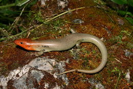 Image of Gilbert's Skink