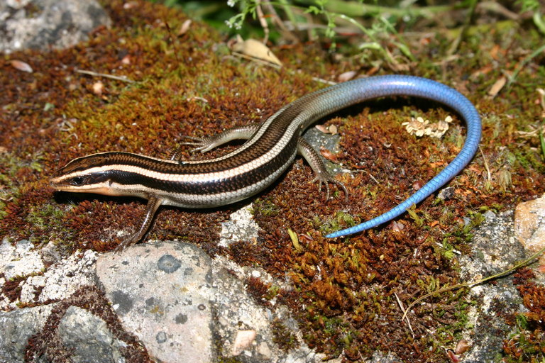 Image of Gilbert's Skink