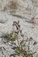 Image of <i>Phacelia crenulata</i> var. <i>minutiflora</i>