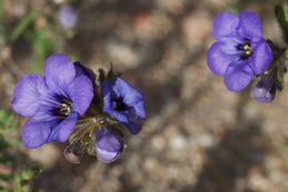 Image of Fremont's phacelia