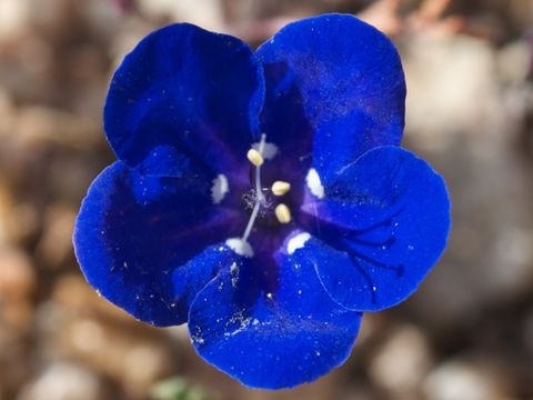 Image of Charlotte's phacelia