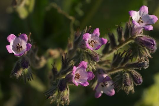 Imagem de Eriodictyon sessilifolium Greene