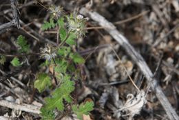 Image of Phacelia pauciflora S. Wats.