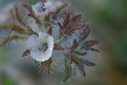 Image of Phacelia pauciflora S. Wats.