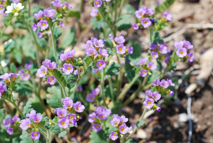 Image of Keck's phacelia