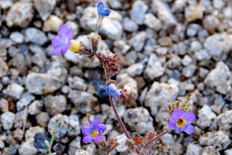 Image of Fremont's phacelia