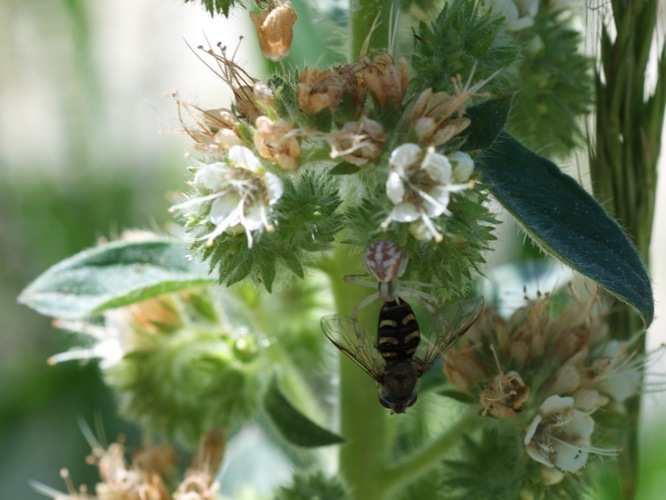 Phacelia heterophylla var. virgata (Greene) R. D. Dorn的圖片