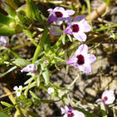 Image of maroonspot calicoflower