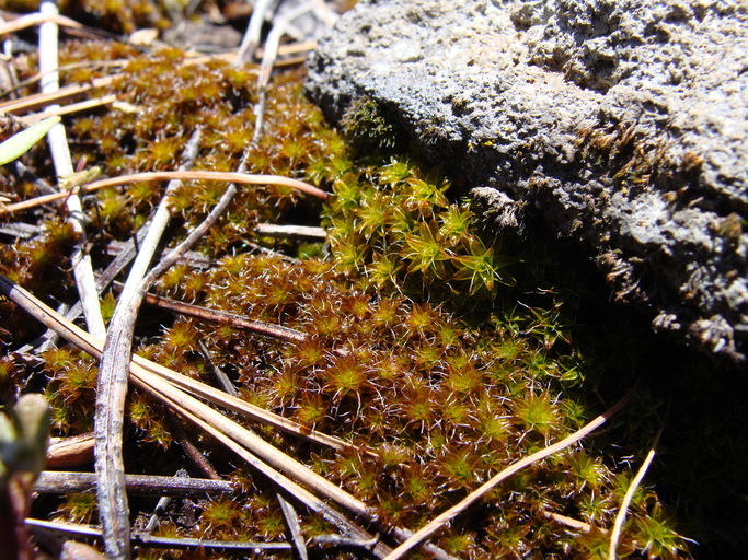 Image de Syntrichia