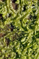 Image of Cephalozia bicuspidata (L.) Dumort.