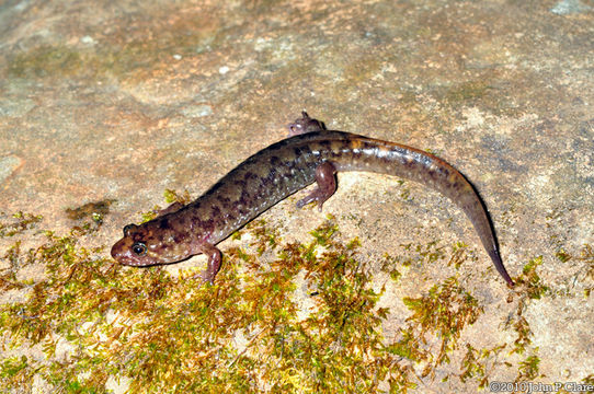 Image of Seal Salamander