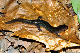 Image of Seal Salamander