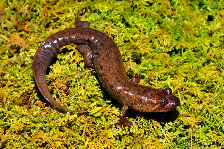 Image of Blackbelly Salamander