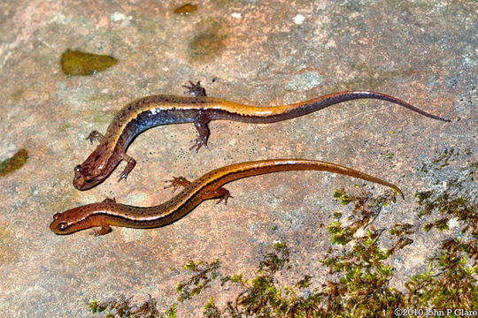 Image of Desmognathus orestes Tilley & Mahoney 1996