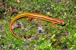 Image of Blue Ridge Two-Lined Salamander