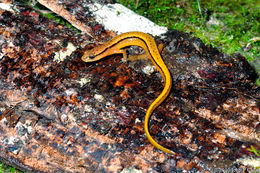 Image of Blue Ridge Two-Lined Salamander