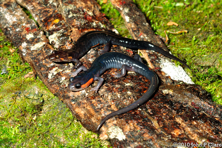 Image of Imitator Salamander