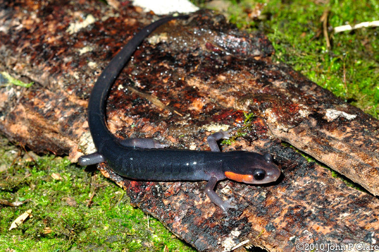 Image of Jordan's Salamander