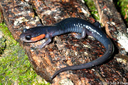 Image of Jordan's Salamander