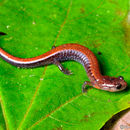 Image of Plethodon