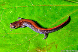 Image of Southern Redback Salamander