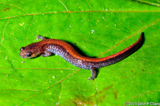 Sivun Plethodon serratus Grobman 1944 kuva