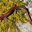 Image of Big Levels Salamander