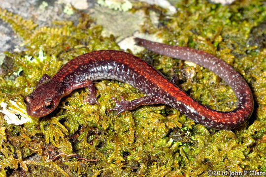 Image of Big Levels Salamander