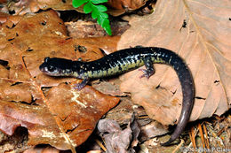 Image of Ainsworth's Salamander