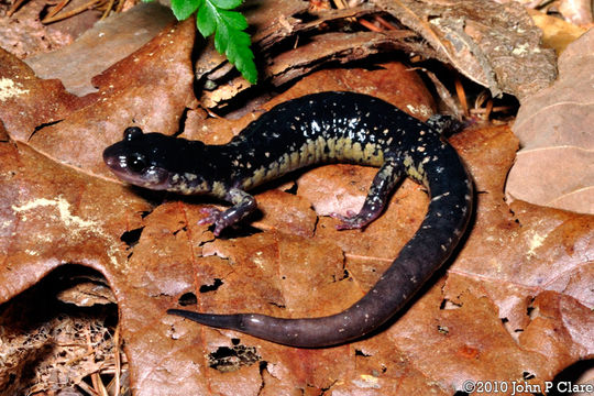 Sivun Plethodon mississippi Highton ex Highton, Maha & Maxson 1989 kuva