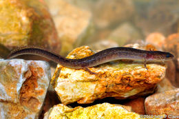 Image of Oklahoma Salamander