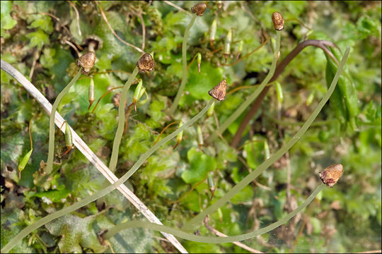 Image of Conocephalum salebrosum Szweyk., Buczk. & Odrzyk.