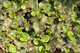 Image of Cat-tongue Liverwort