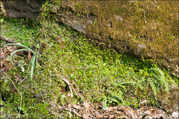 Image of Cat-tongue Liverwort