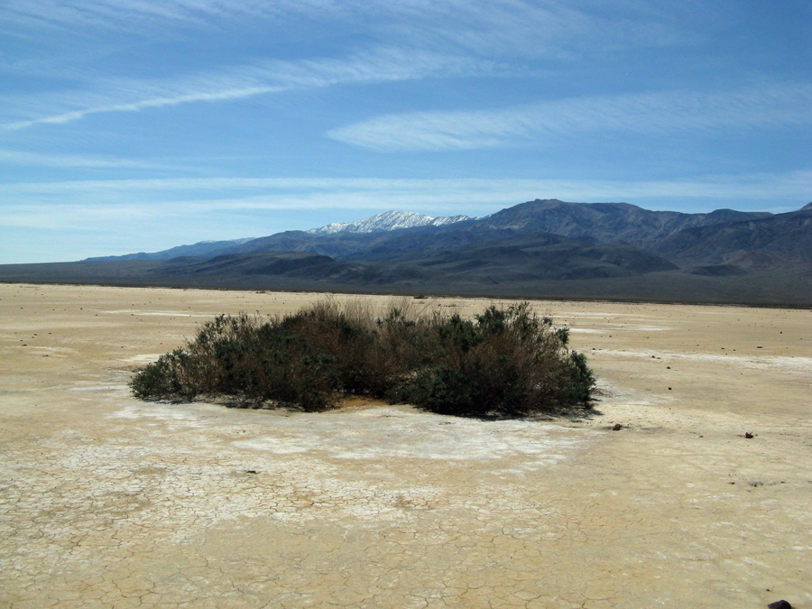 Image of Shrubby Seepweed