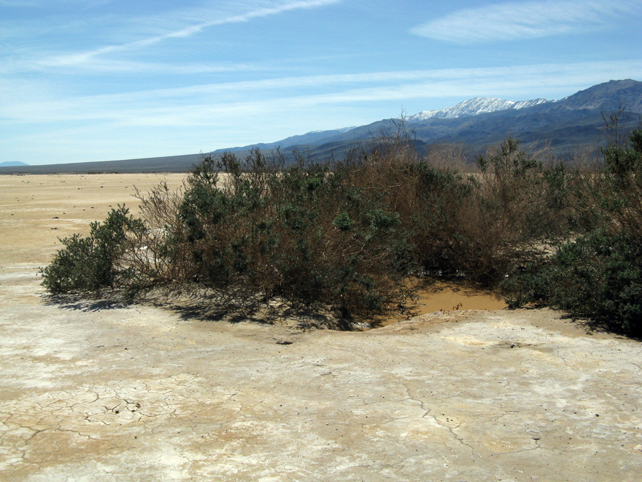 Image of Shrubby Seepweed