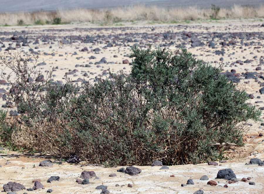 Image of Shrubby Seepweed