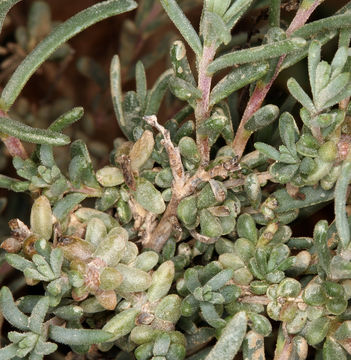 Image of Shrubby Seepweed