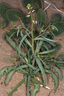 Sivun Streptanthella longirostris (S. Watson) Rydb. kuva