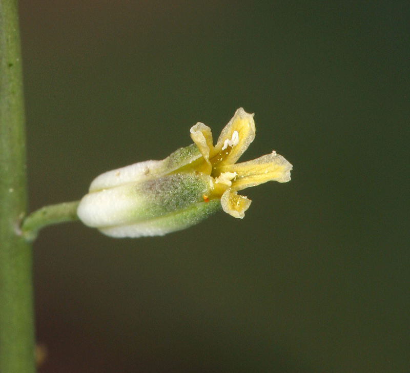 Image of longbeak streptanthella