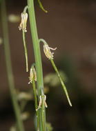 Plancia ëd Streptanthella longirostris (S. Watson) Rydb.