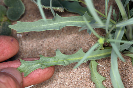 Imagem de Streptanthella longirostris (S. Watson) Rydb.