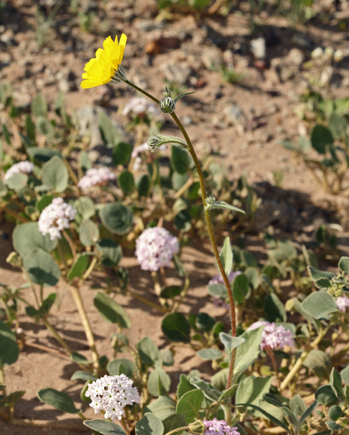 Geraea canescens Torr. & A. Gray的圖片