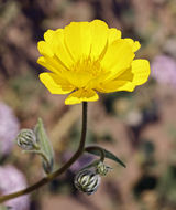 Geraea canescens Torr. & A. Gray的圖片