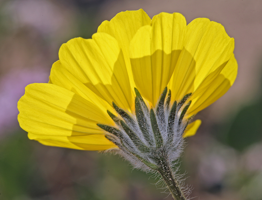 Geraea canescens Torr. & A. Gray的圖片