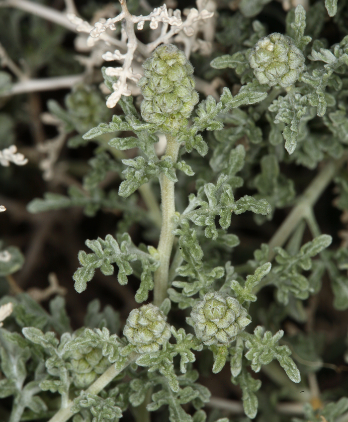 Ambrosia dumosa (A. Gray) Payne的圖片