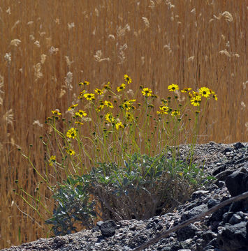 Image of brittlebush