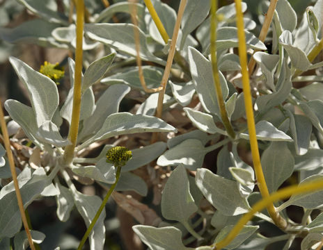 Sivun Encelia farinosa A. Gray ex Torr. kuva