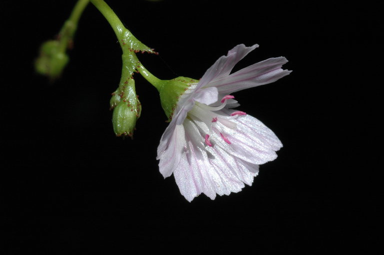 Image of Congdon's lewisia