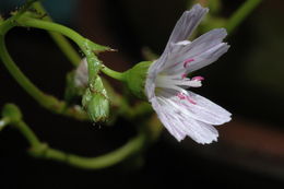 Image of Congdon's lewisia